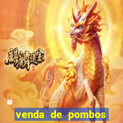 venda de pombos correios olx